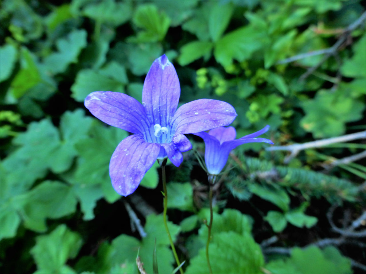 Campanula patula cfr. (Romania)